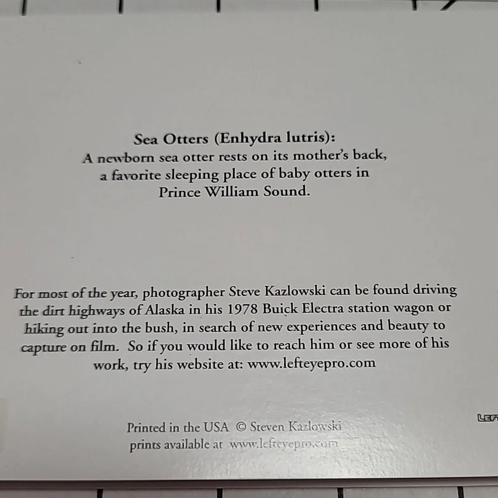 Sea Otters Note Card w‎ Envelope NIP