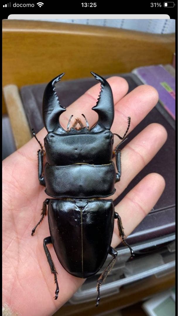 【Insect Specimens】Palawan, Zebra, Frustorfer, Sumatra