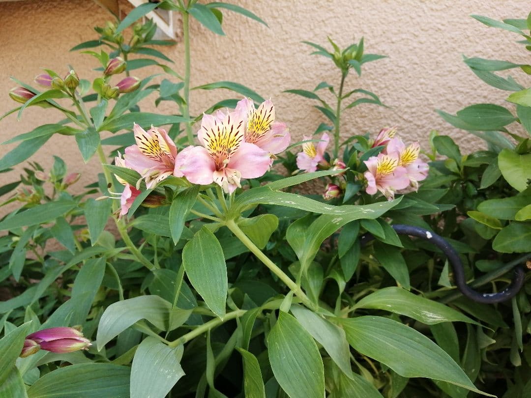 Alstroemeria Bulbs - 7 Seedlings