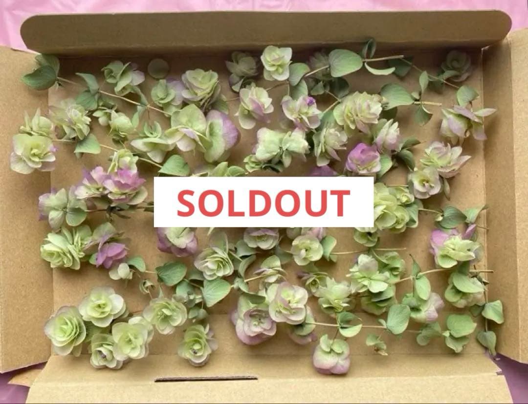 Flower Material Sharing: Oregano Kent Beauty Dried Flower